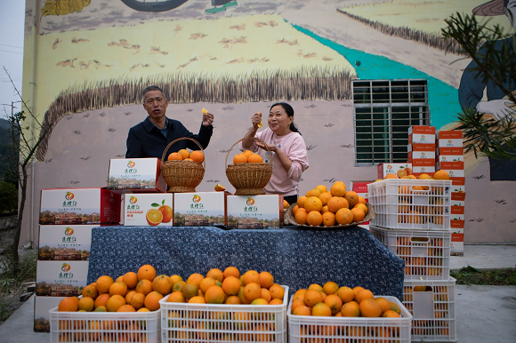 代表和果农通过直播推销脐橙。通讯员 胡程摄