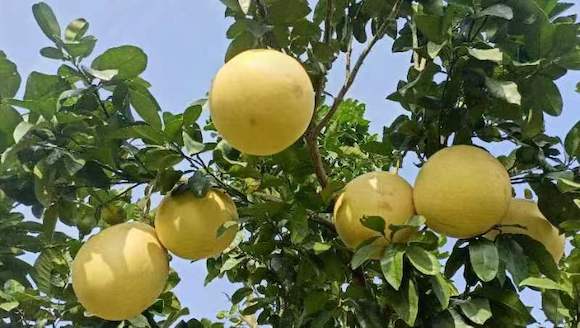 金黄的柚子挂满枝头。涪陵区白涛街道供图 华龙网发