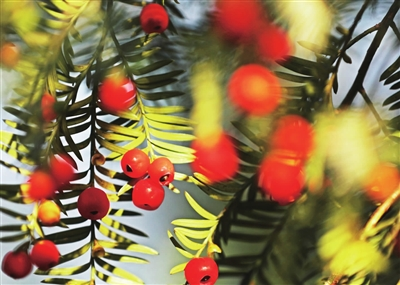 Trees are full of rosy fruit. (Photographed by Zhao Yong)