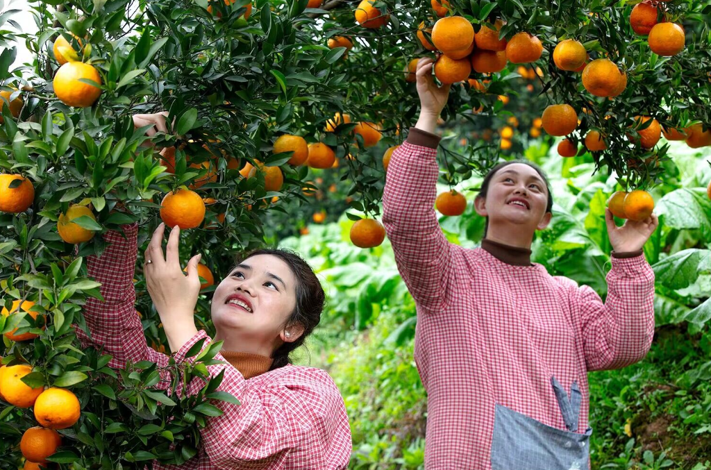 采摘柑橘的游客。 陈勇摄