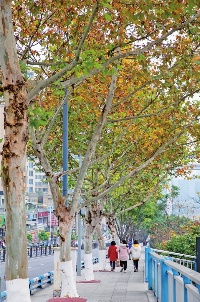 北滨一路，行人漫步于梧桐树下，甚是惬意。记者 曹检 摄