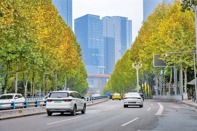 江北城南，大街夹道成排的梧桐树整齐列于路边，为江北的初冬平添一抹暖色。记者 曹检 摄