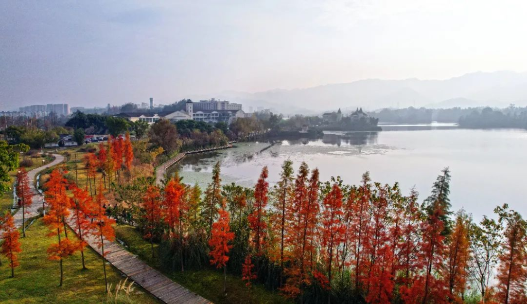 12月5日，双桂湖国家湿地公园梁山草甸景点，色彩斑斓的水杉与薄雾弥漫的湖面交相辉映，构成一幅美丽画卷。记者 向成国 摄