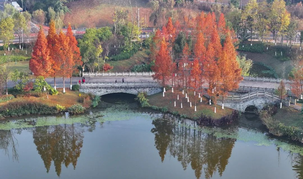 12月15日，双桂湖国家湿地公园，鲜红的红杉树与城市相映成景，美不胜收。记者  熊伟 摄