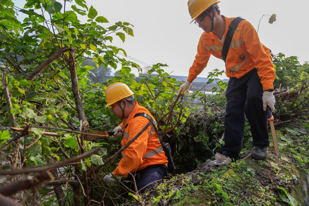 图3  重庆供电段作业人员清理襄渝铁路两旁危树竹。