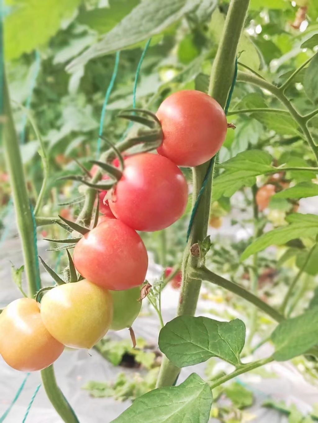 4侣俸镇的小番茄生长饱满。侣俸镇供图 华龙网发
