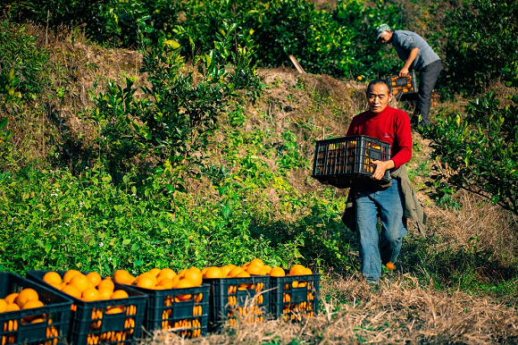 果农将采摘的柑橘分拣运输。秀山县委宣传部供图 华龙网发