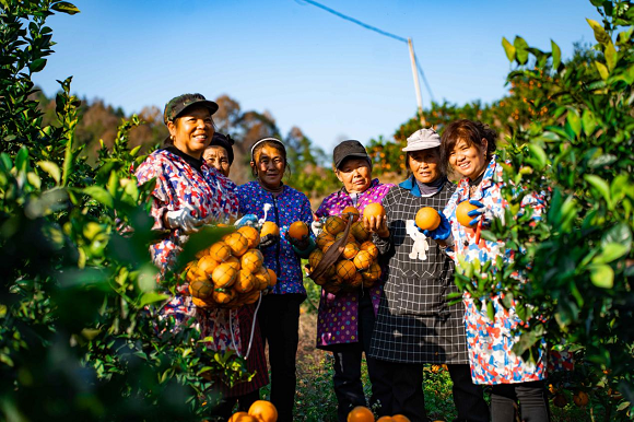 果农正在采摘柑橘。秀山县委宣传部供图 华龙网发
