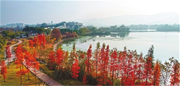 双桂湖国家湿地公园梁山草甸景点，火红的水杉与薄雾弥漫的湖面给人以“淡妆浓抹总相宜”之感。 记者 向成国 摄　