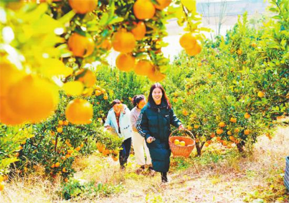 官渡镇2.5万亩柑橘进入成熟期。记者 卢先庆 摄