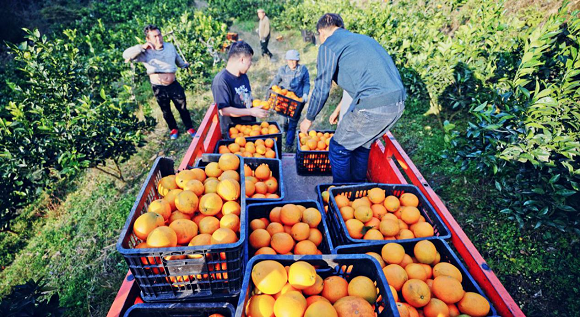 果农将采摘的柑橘装车入库。秀山县委宣传部供图 华龙网发