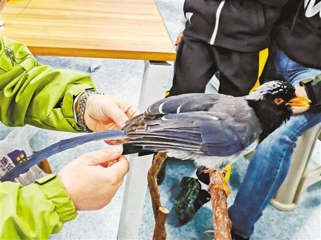 一只红嘴蓝鹊撞上博物馆玻璃不幸身亡</p><p>标本修复专家让它“重生”