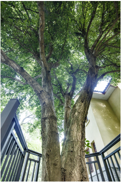 北碚区桂花：贺龙旧居里的三重吉祥树