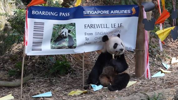 大熊猫“叻叻”即将回国 新加坡民众送别1
