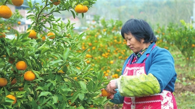 文化镇永远村，果农在采摘柑橘。 记者 周旋 摄