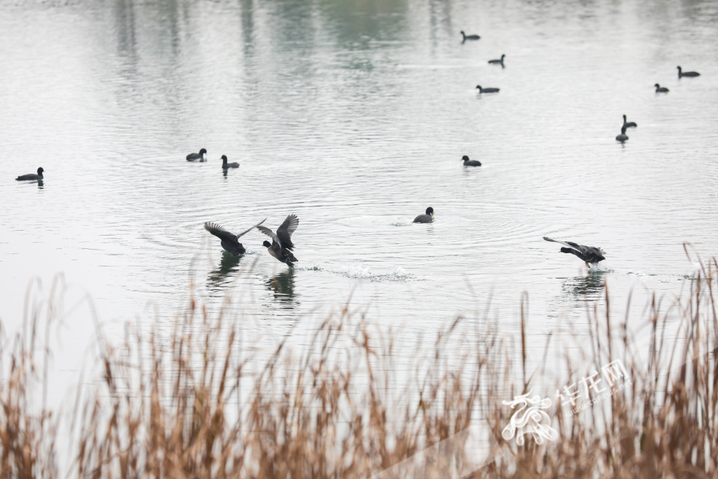 05—— 成都市东安湖体育公园,成群结队的水鸟在东安湖湖面上嬉戏。