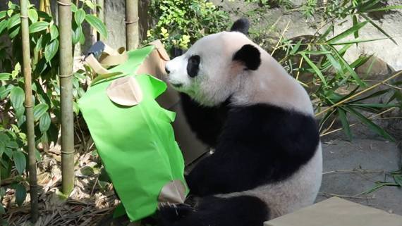 大熊猫“叻叻”即将回国 新加坡民众送别2