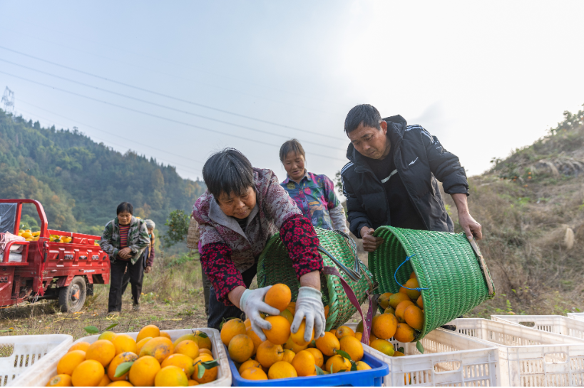 重庆渝北：脐橙进入收获季1