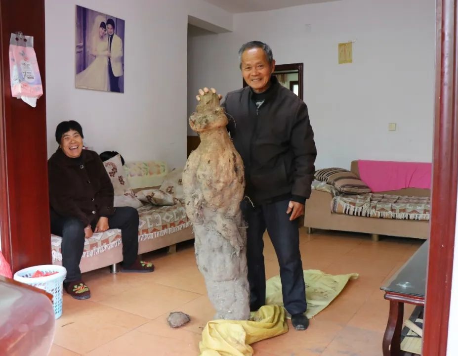 江西76岁老人挖到近百斤“亚洲人参”