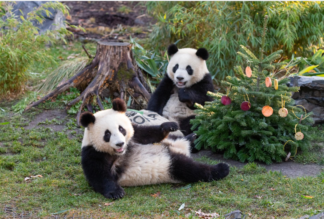 在德国出生的大熊猫双胞胎“梦想”和“梦圆”启程回国