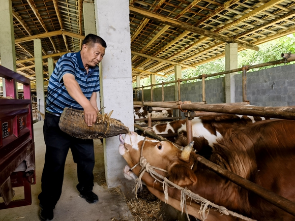 共富农场养殖的肉牛2