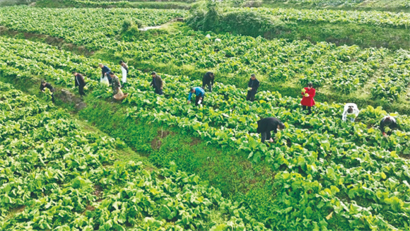 村民采收蔬菜。记者 杜宏超 供图