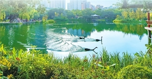 大渡口公园翠绿的湖景。大渡口区融媒体中心供图
