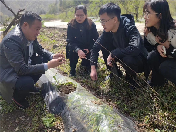 肖太君走进田间地头，当好产业发展的“指导员”角色。巫溪县人大常委会办公室供图 华龙网发