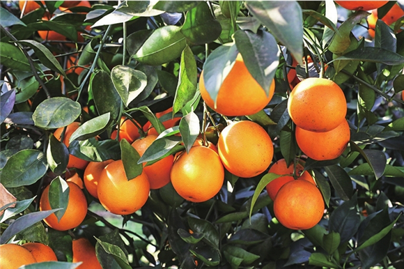 统景柑橘熟透了。记者 胡瑾 王彦雪 摄
