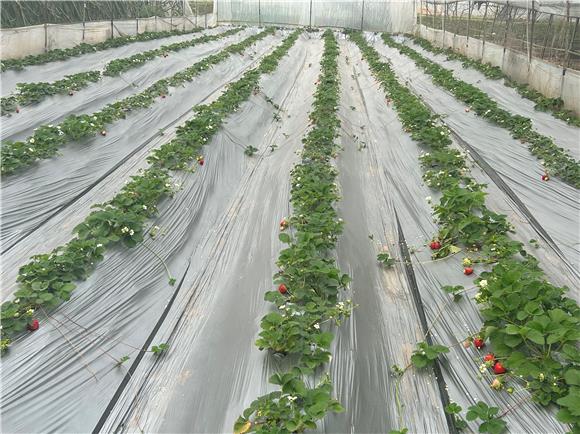 丰收的草莓园。白市驿镇供图
