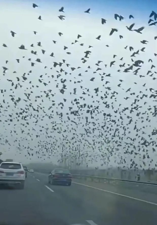 鸟群在天空盘旋是地震前兆？多地曾辟谣4