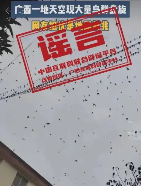 鸟群在天空盘旋是地震前兆？多地曾辟谣5