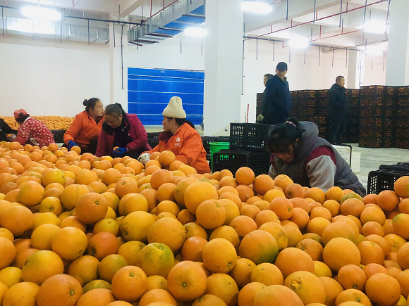 果农正在产业园内分拣脐橙。通讯员 杨帆 摄