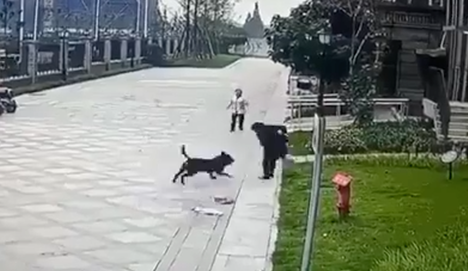 成都即将禁养罗威纳犬2