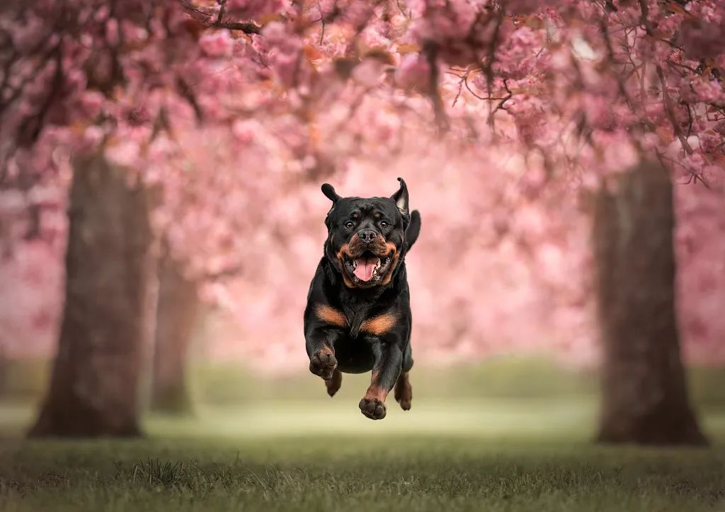 成都即将禁养罗威纳犬1