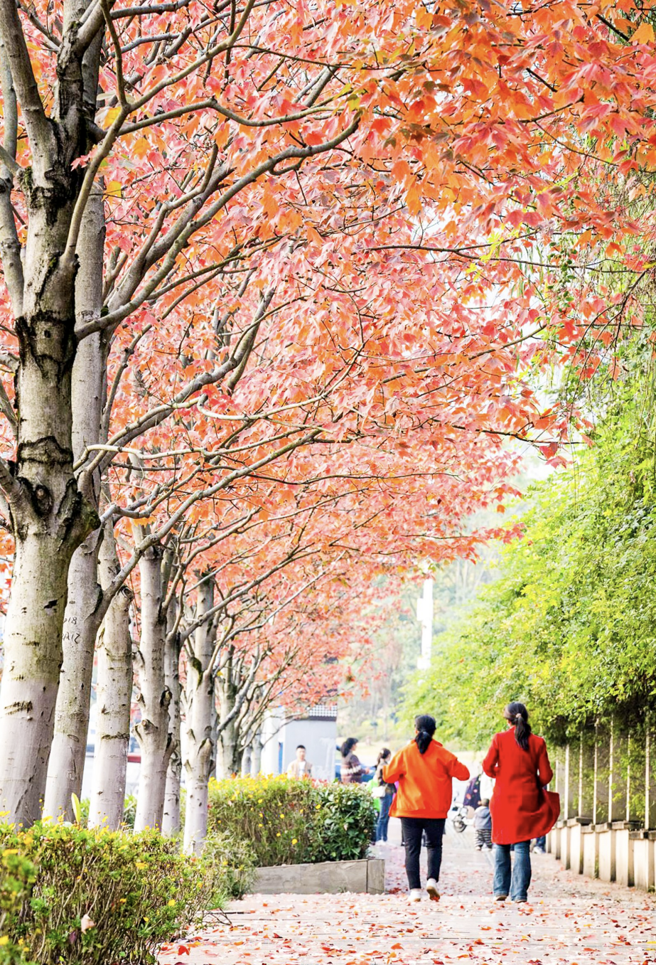 市民行走在红枫树下。