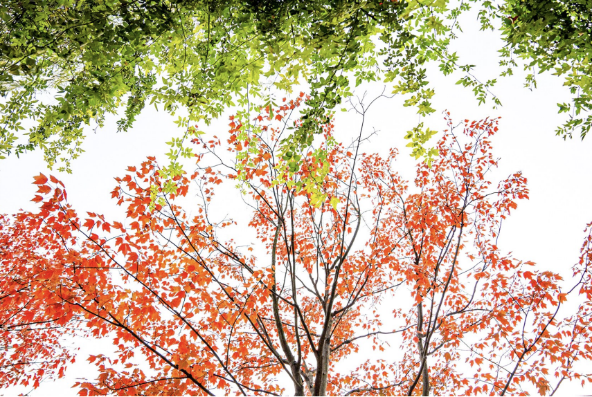 红色的枫叶与绿色的藤蔓互相呼应，构成一幅美丽的冬日画卷。