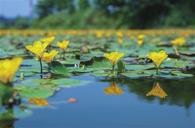 金黄的荇菜倒映在双桂湖湖面，美不胜收。 记者 熊伟 摄