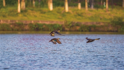 双桂湖国家湿地公园，生态资源丰富，湿地风光美妙，吸引着不少候鸟来此栖息。 记者 熊伟 摄