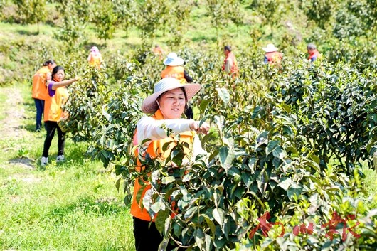 古树茶不仅为茶农带来丰厚收益，还助推了南川区茶文旅融合发展。资料图