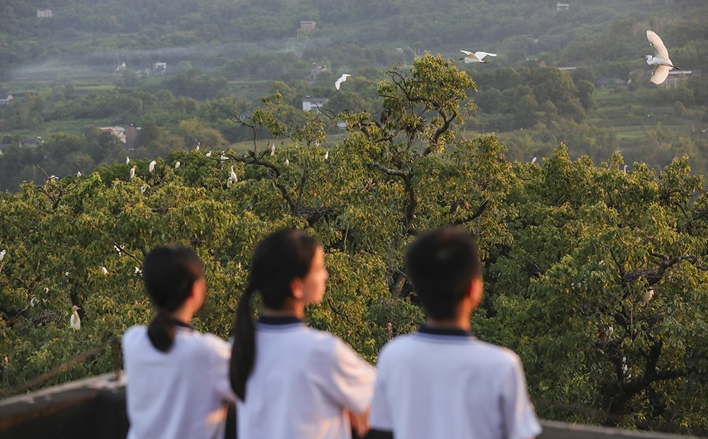 6、6月25日，重庆市江津区聚奎中学，数千只鹭鸟在此栖居。又快到晚自习时间了。一抹斜阳，温柔地映照在孩子的脸上。