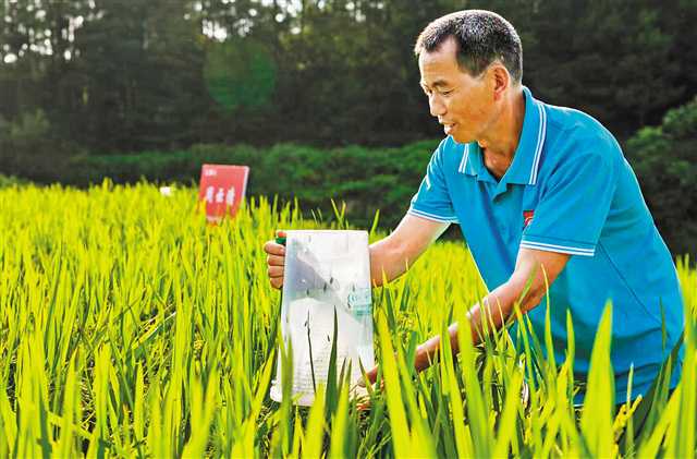 新重庆奋斗者|南川康茂水稻种植专业合作社理事长汪文奇——创新推出“私人订制” 2万亩水稻未产先销
