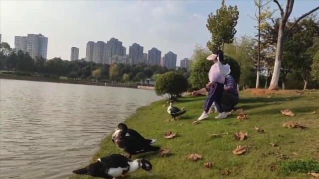 公园喊话游客把绑走的鸭子还回来：原有几十只鸭子陪小朋友玩，昨天仅剩一对又被掳走一只2