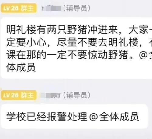 合肥一学校教学楼现野猪 校方：已将野猪驱逐出校 无人员伤亡2