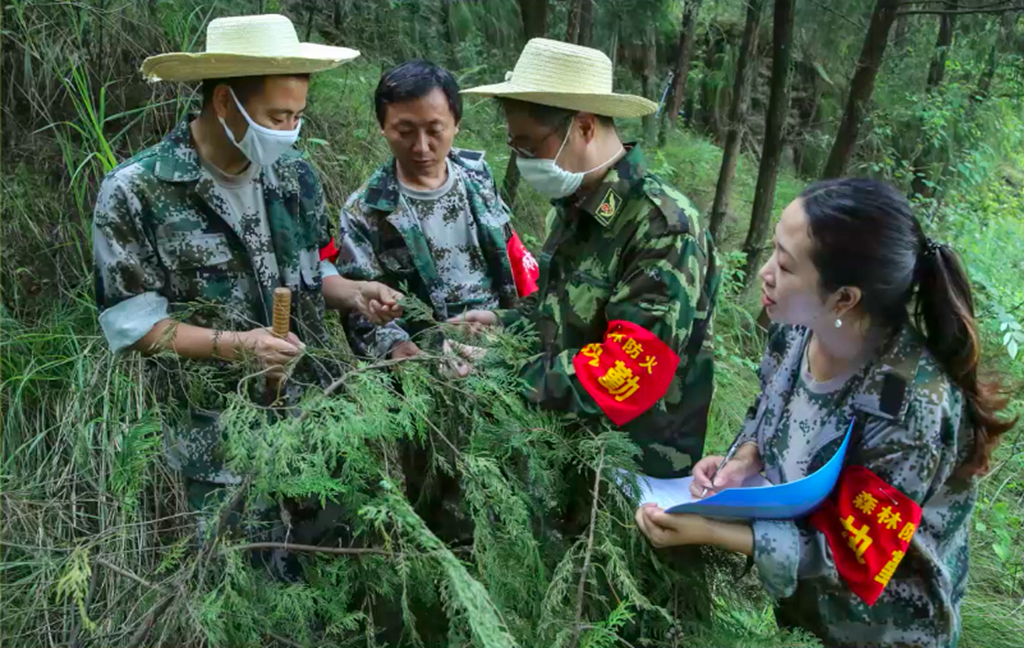 护林员查看树木长势情况。云阳县林业局供图