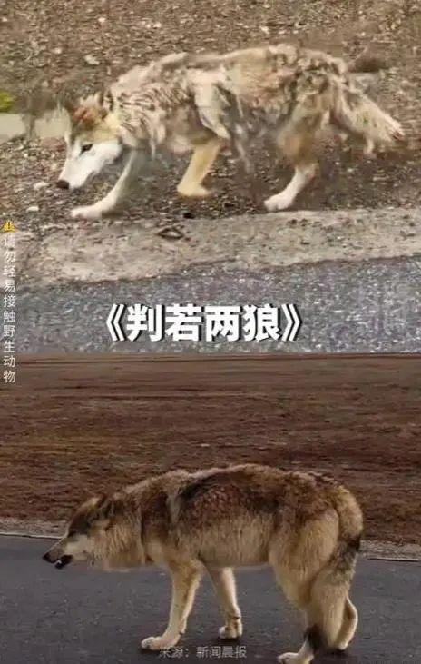 网红狐狸死在雪地里 疑和投喂食物有关2