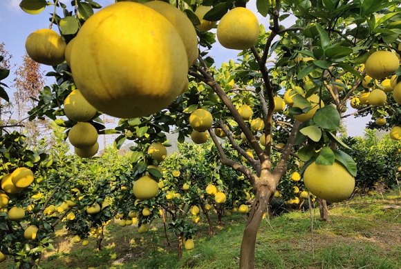 满树蜜柚获丰收。秀山县委宣传部供图 华龙网发