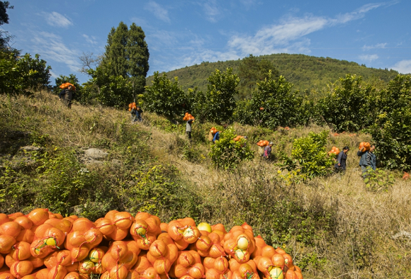 村民正在采摘蜜柚。秀山县委宣传部供图 华龙网发