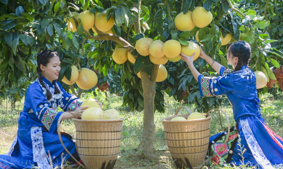 游客在基地采摘蜜柚。秀山县委宣传部供图 华龙网发
