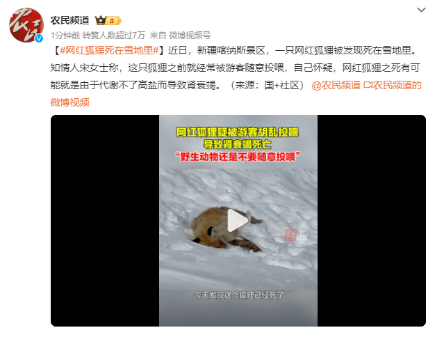 网红狐狸死在雪地里 疑和投喂食物有关1